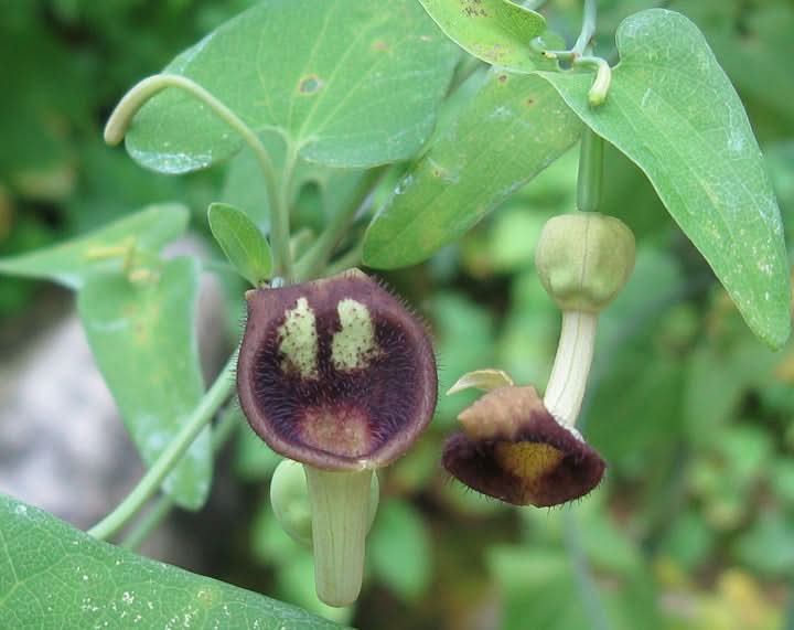 Aristolochia Debilis Flower Seeds for Planting – Unique Ornamental Vines