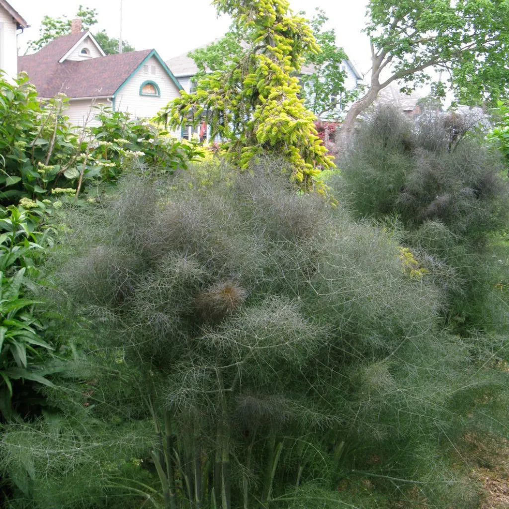 Fennel Seeds - Smokey Bronze