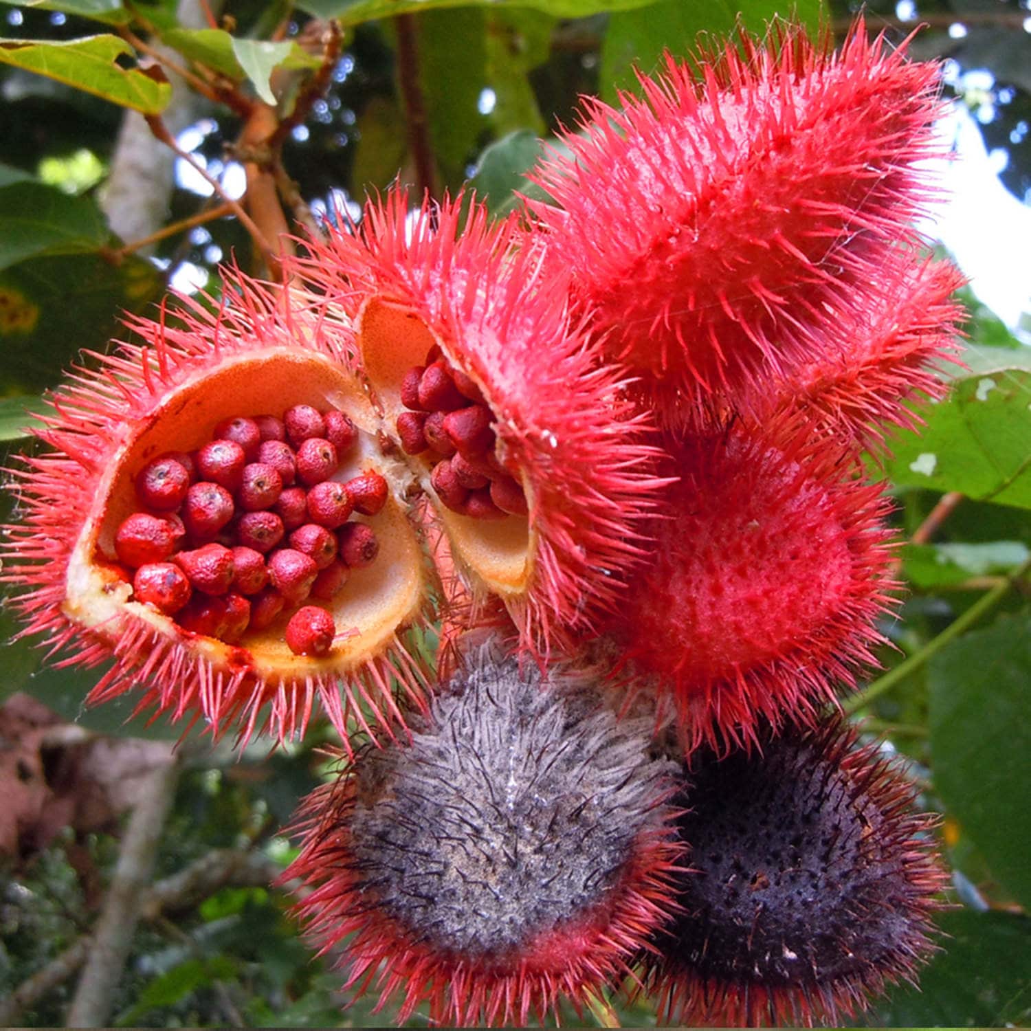 Annatto Vegetable Seeds for Planting
