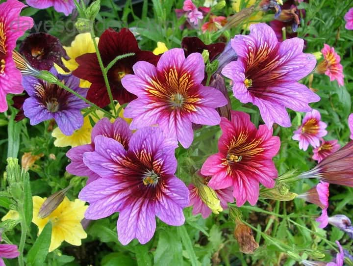 Heirloom Non-GMO Salpiglossis Flower Seeds for Planting