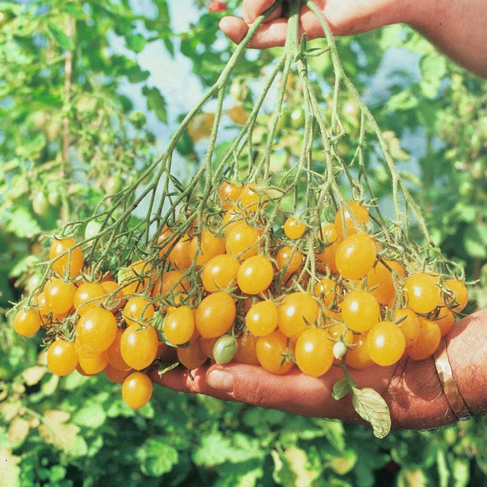 Ildi Tomato Seeds | Yellow Grape-Type Clusters of Sweet Tomatoes – Heirloom, Non-GMO, High Germination Organic Garden Seeds
