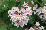 Pink Linnaea Amabilis Flower Seeds for Planting - NON GMO Seeds Dhara Seeds