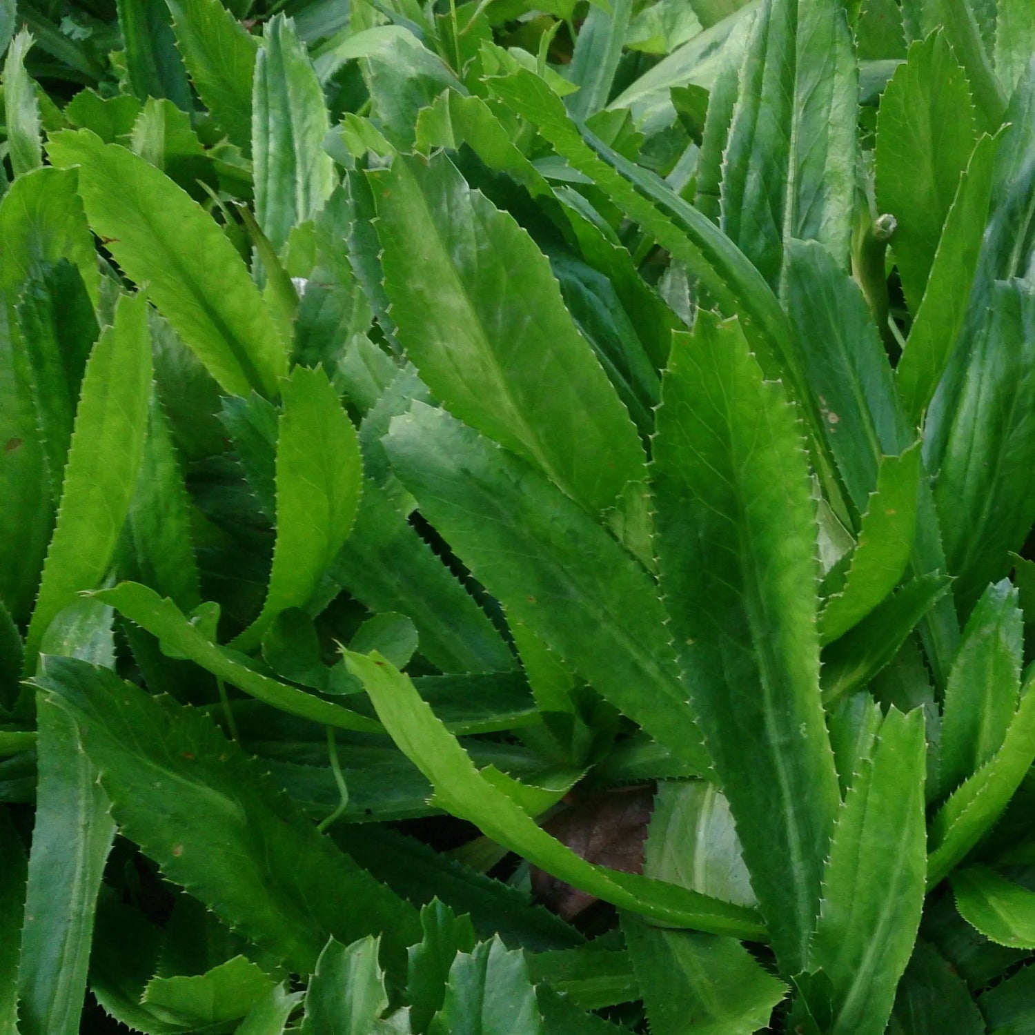 Eryngium Foetidum Seeds – Distinctive Culinary Herb-Heirloom & Non-GMO Seeds for planting – Fresh Herb for Your Garden