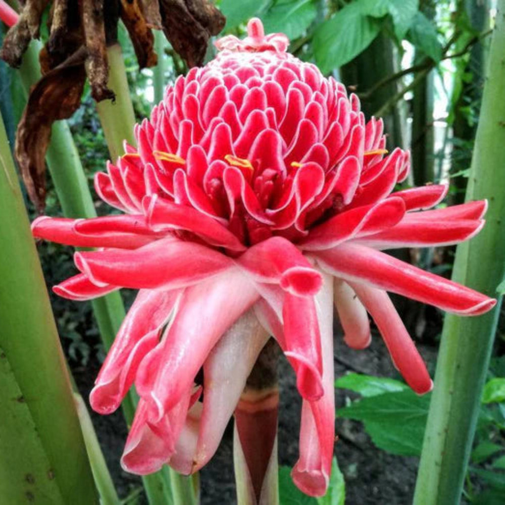 Pink Etlingera Flower Seeds for Planting - 100