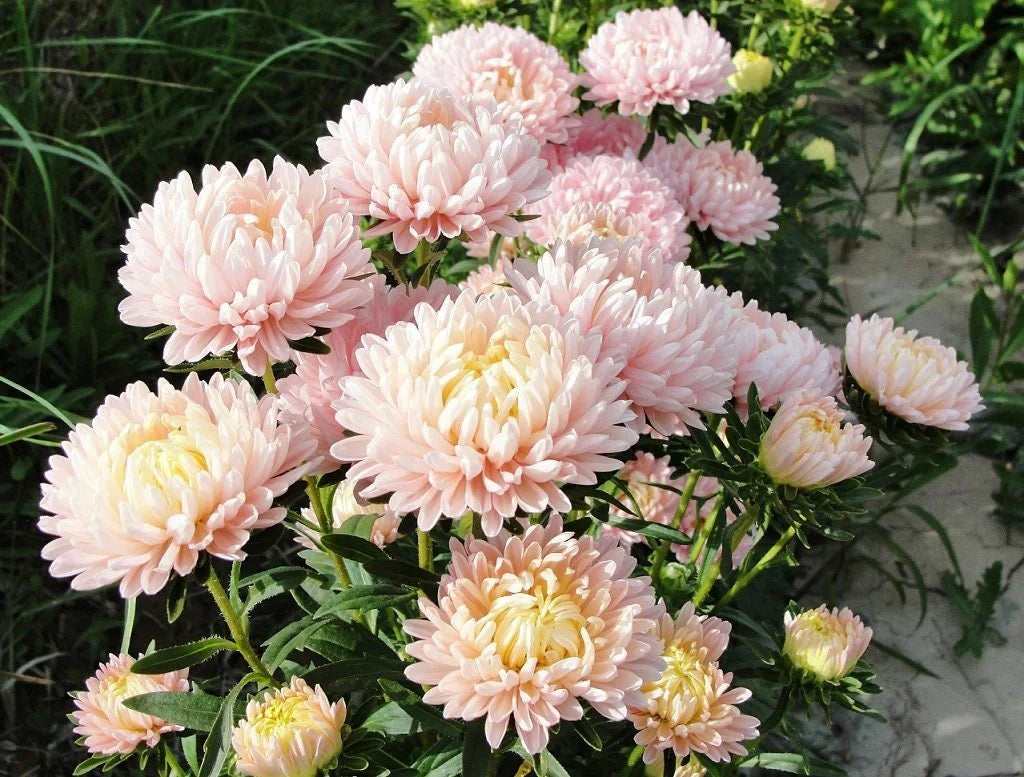 Aster Seeds (Peony Duchess) - Coral Rose