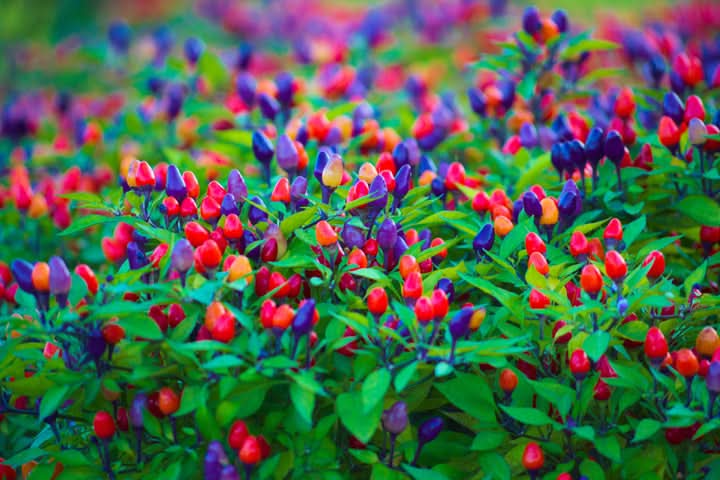 Hot Ornamental Filius Pepper Seeds for Planting