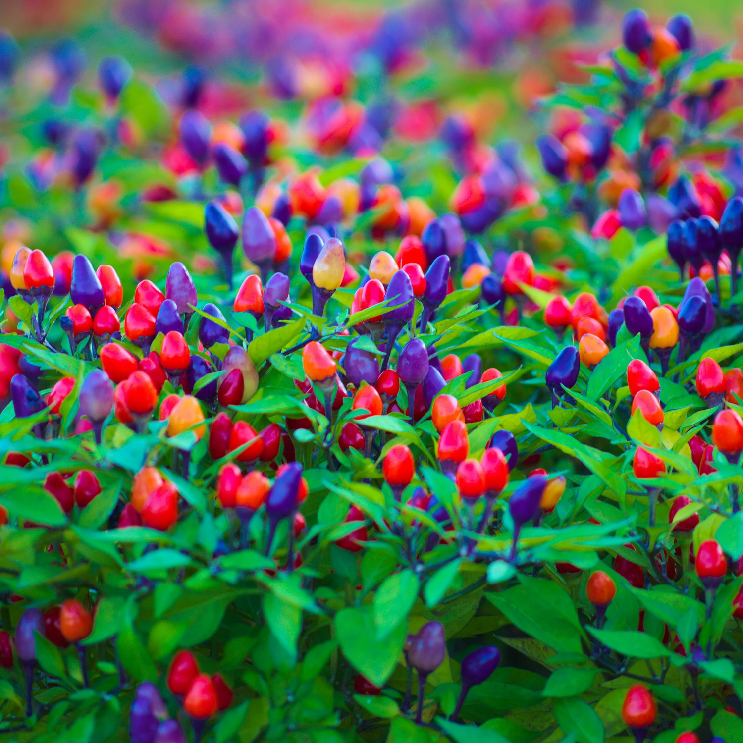 Filius Blue Pepper Seeds for Planting