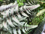 Japanese Painted Fern Plant Seeds for Planting heirloom & Non-GMO Seeds Dhara Seeds