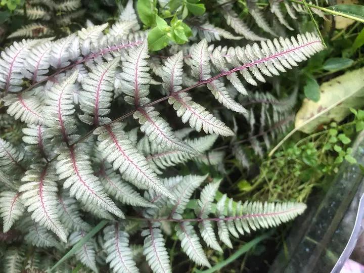 Japanese Painted Fern Plant Seeds for Planting heirloom & Non-GMO Seeds Dhara Seeds