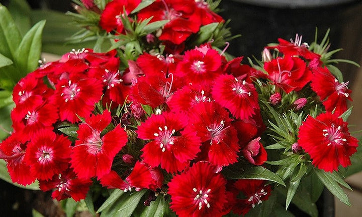 Burgundy Dianthus Flower Seeds for Planting - 100