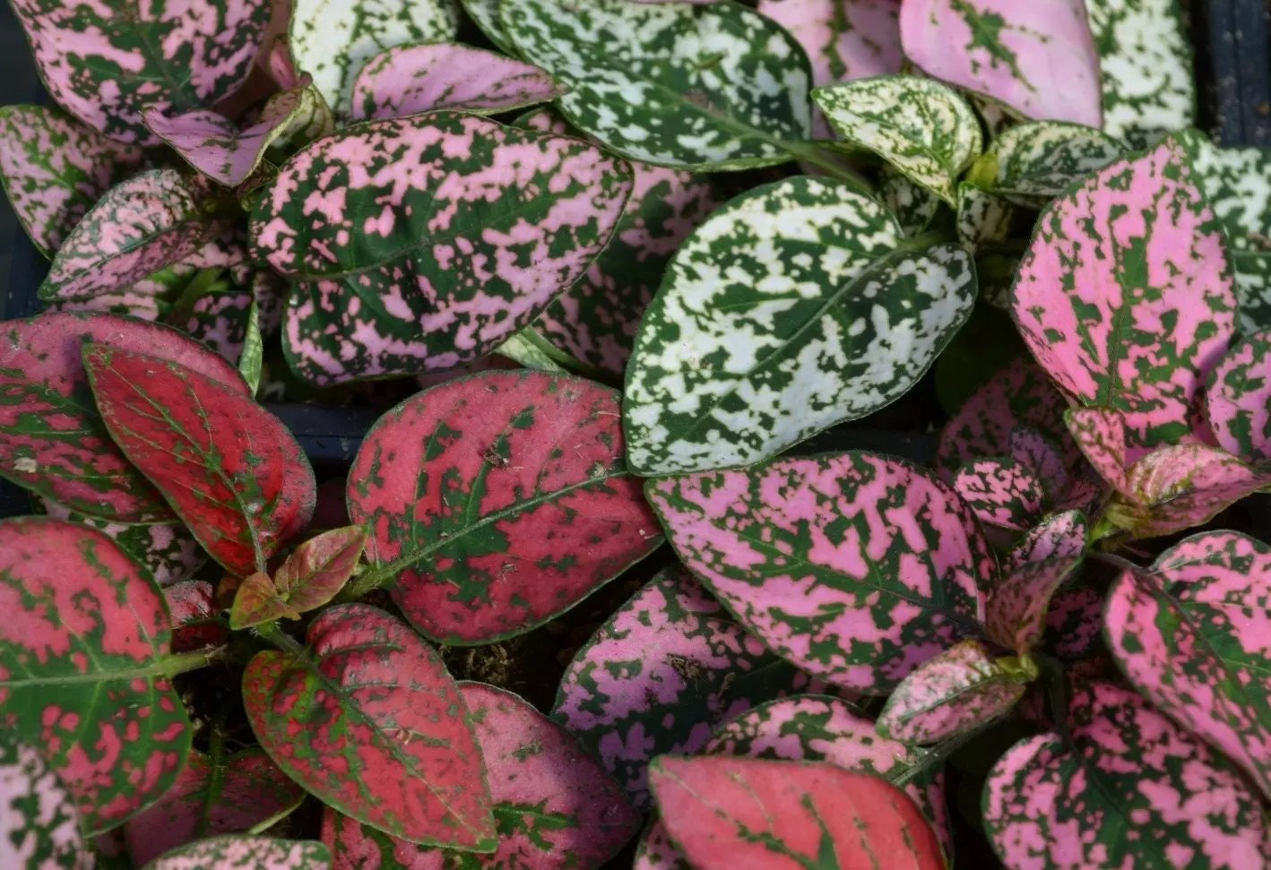 Pink Green Hypoestes Splash Flower Seeds for Planting - NON GMO Seeds for planting in home garden