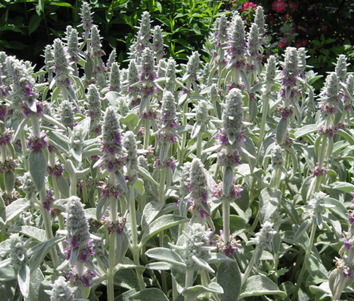 Stachys Flower Seeds for Planting - 100