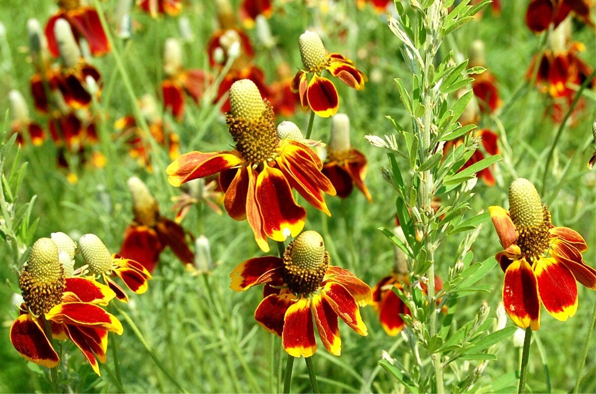 Conehead - Coneflower Seed Mix