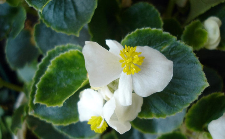 White Begonia Flower Seeds – Heirloom, Non-GMO Seeds for Planting Elegant Garden Blooms