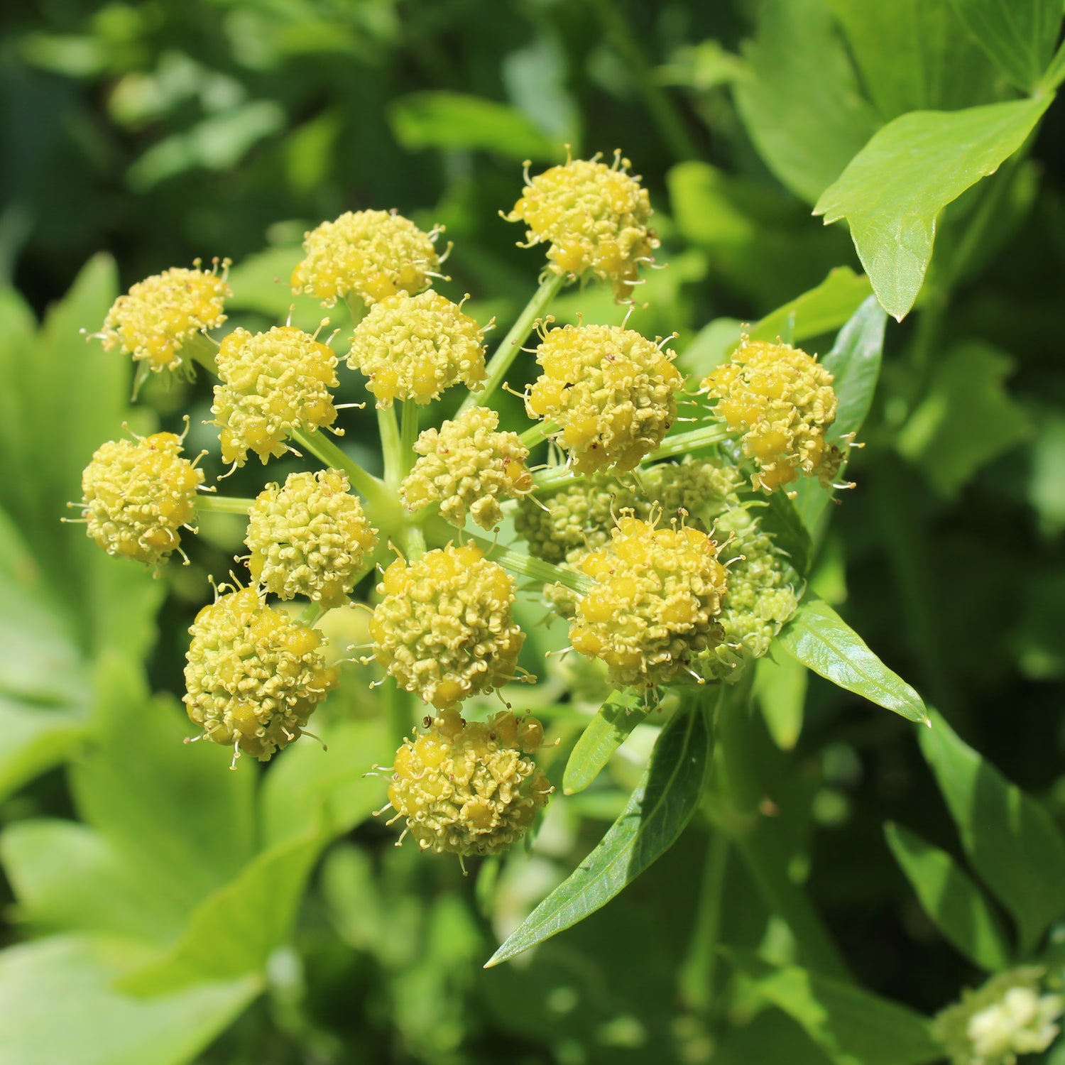 Light Green Lovage Plant Seeds for Planting-Heirloom & Non-GMO Seeds for planting