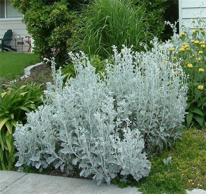 Dusty Miller Cineraria Maritima Silverdust Flower Seeds for Planting