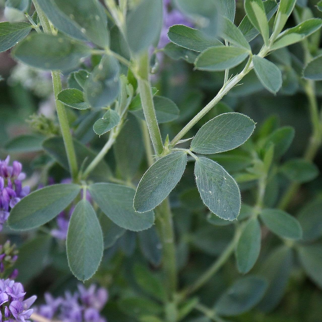 CIMARRON Alfalfa