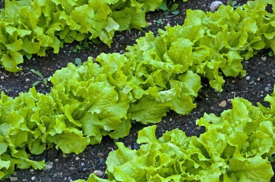 Lettuce Australian Yellow TRM177 Lactuca sativa vegetable seeds for planting in home garden or indoor pots
