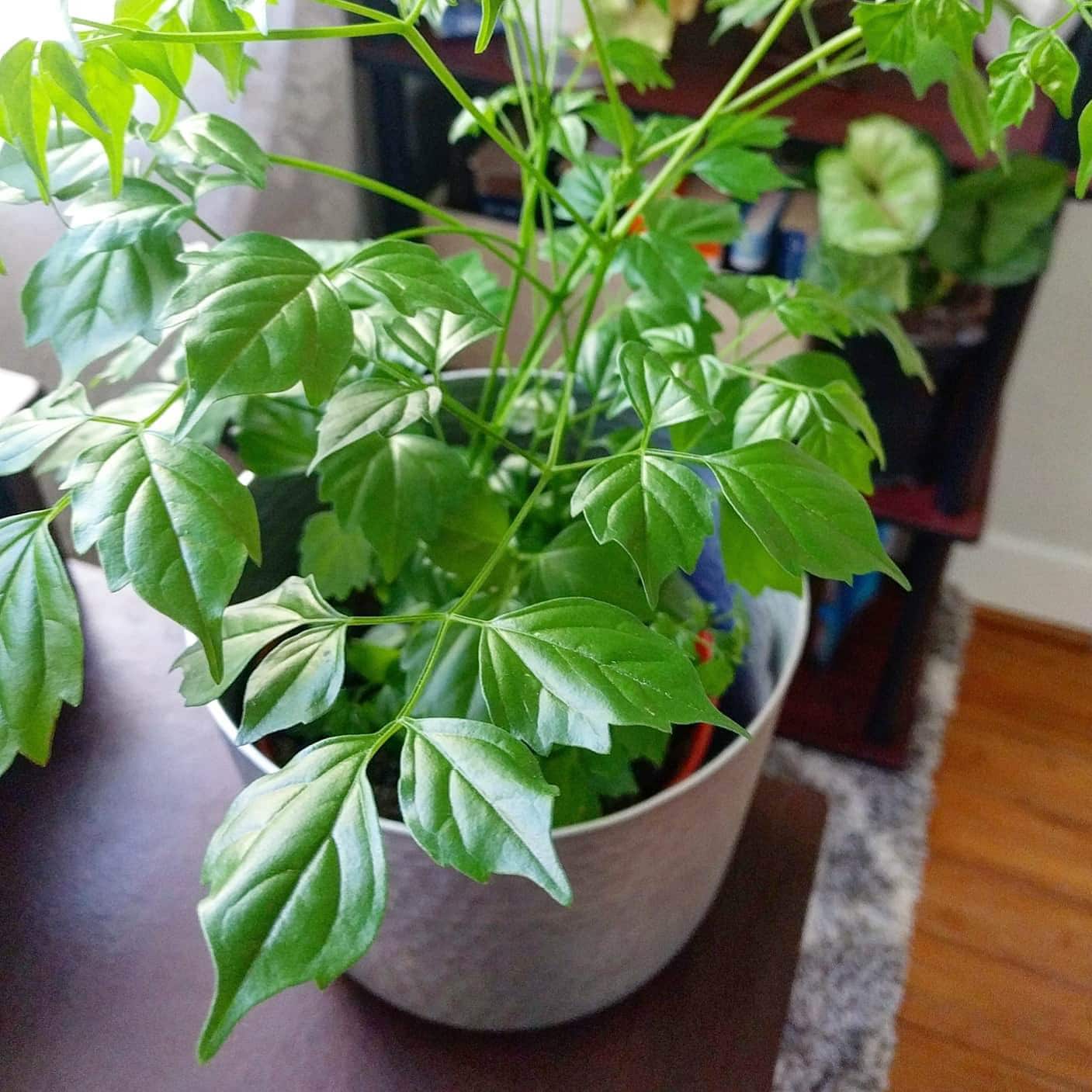 Organic Green Radermachera Plant Seeds for Planting – Heirloom, Non-GMO