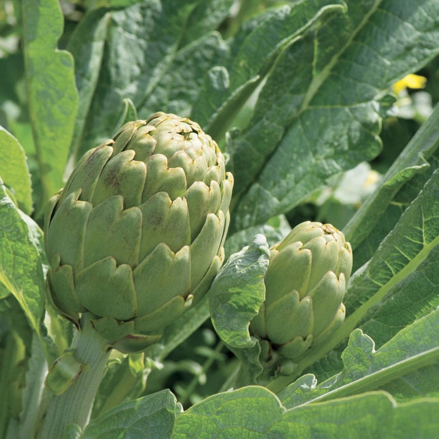 Imperial Star Artichoke Seeds Heirloom Non-GMO High Germination Organic Garden Seeds