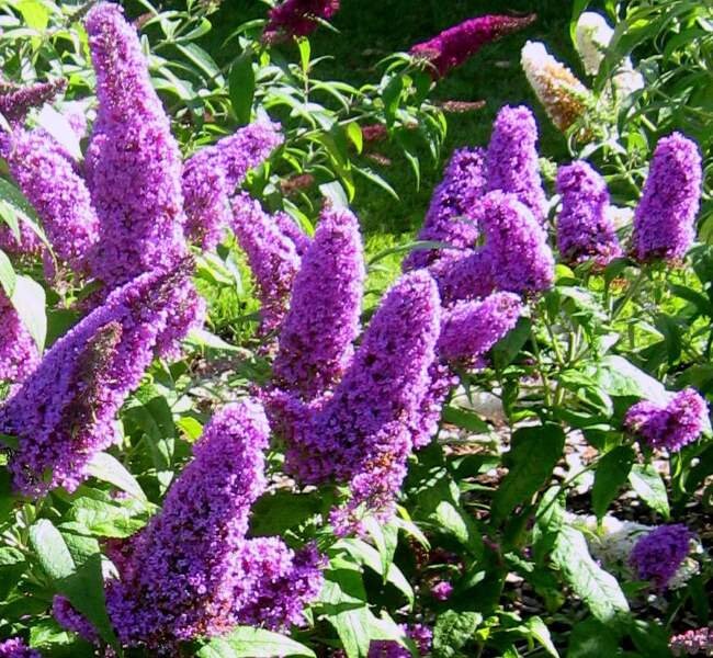 Butterfly Bush Flower Seeds – Non-GMO Flower Seeds for Planting