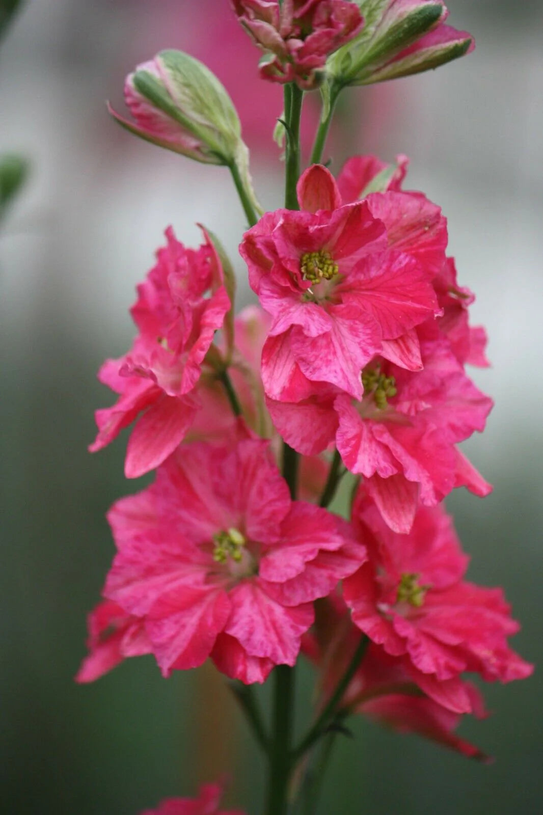 Larkspur Seeds - QIS Rose