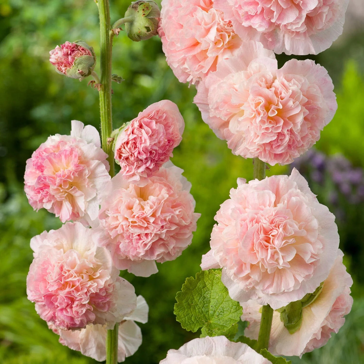 Hollyhock Seeds - Chaters Double Salmon