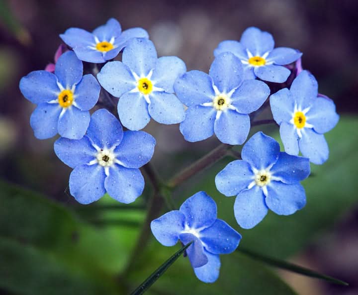 Myosotis Sylvia Flower Seeds for Planting – Delicate Blue Forget-Me-Not Garden Blooms