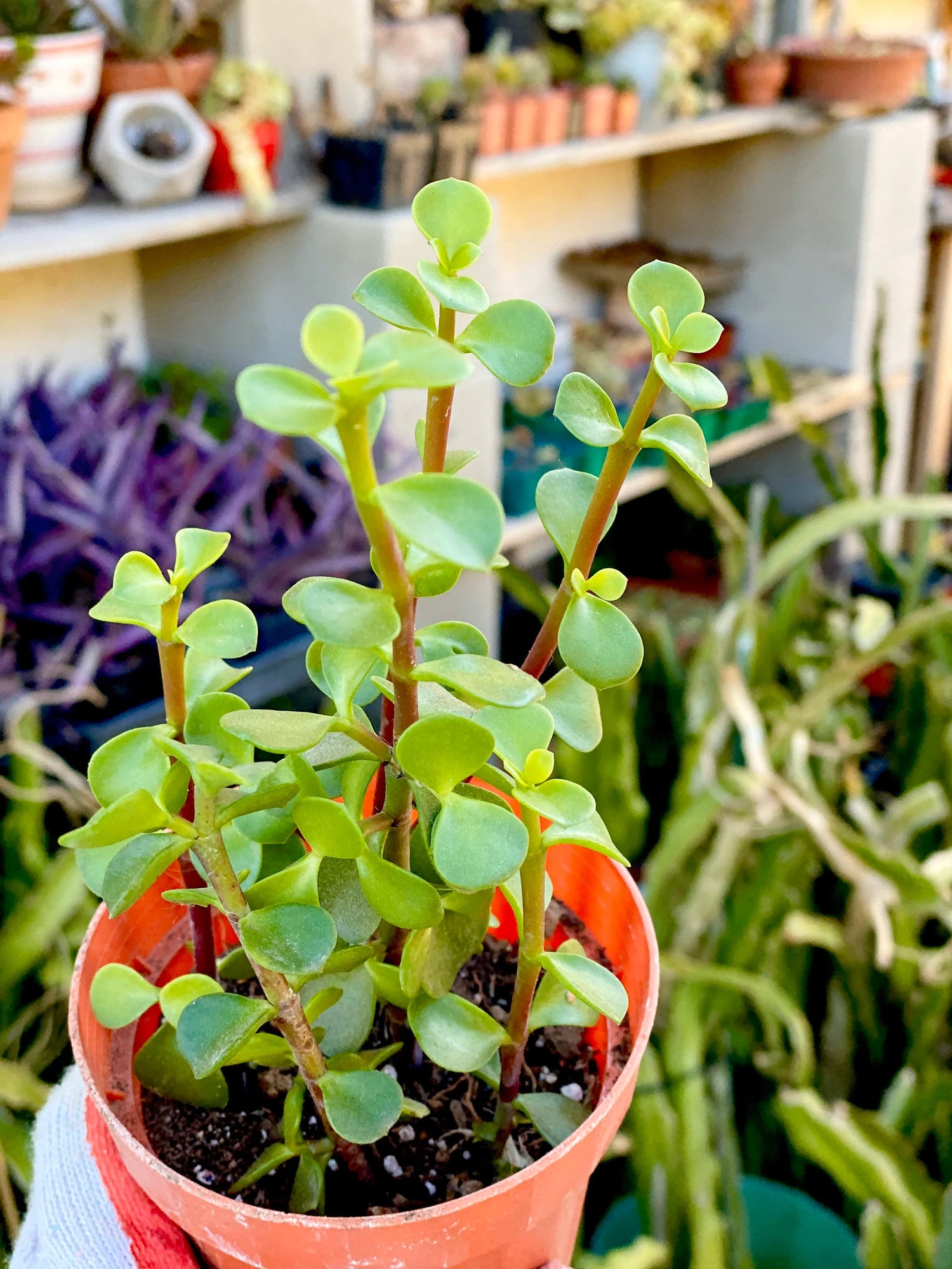 Portulacaria Plant Seeds for Planting – Fresh, Organic, Heirloom, Non-GMO Succulent Seeds