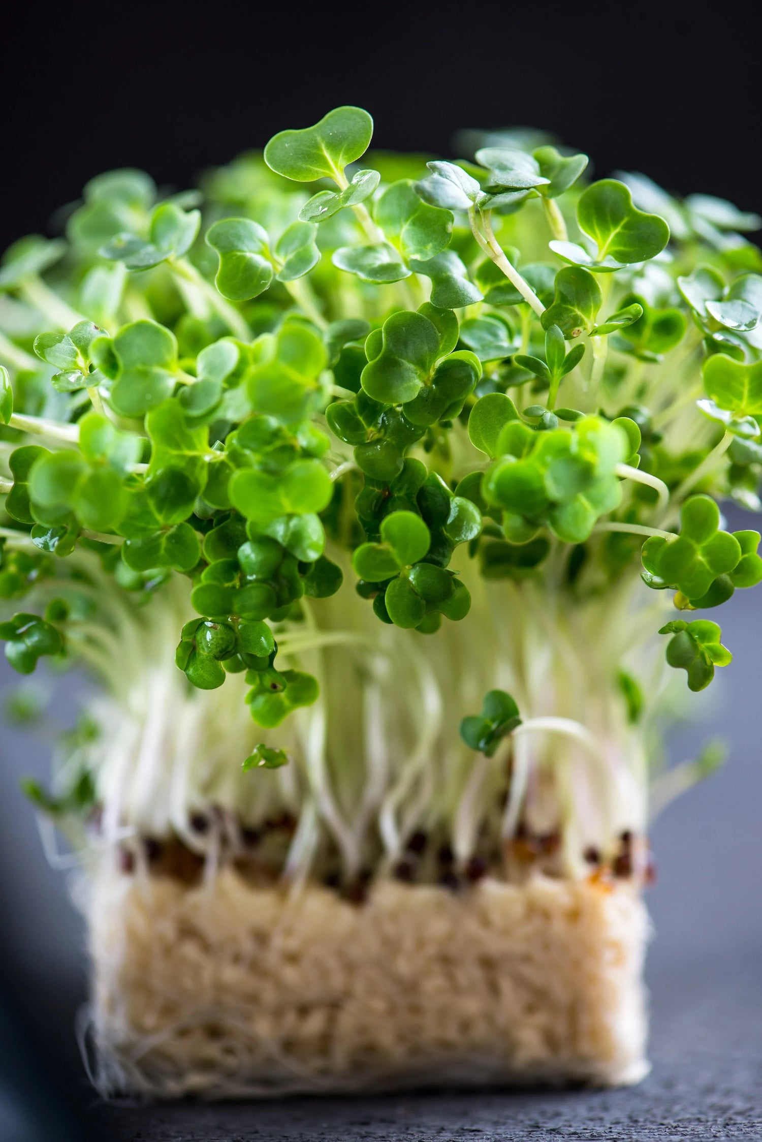 Green Cress Plant Seeds for Planting heirloom & Non-GMO Seeds