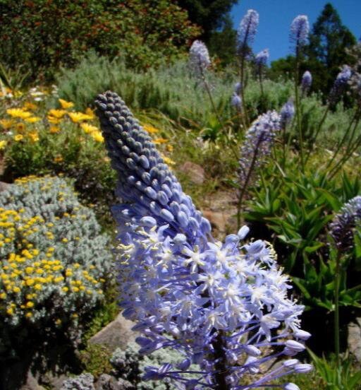 Scilla Natalensis Bluebell Flower Scilla natalensis Seeds for Planting in Flower Bed