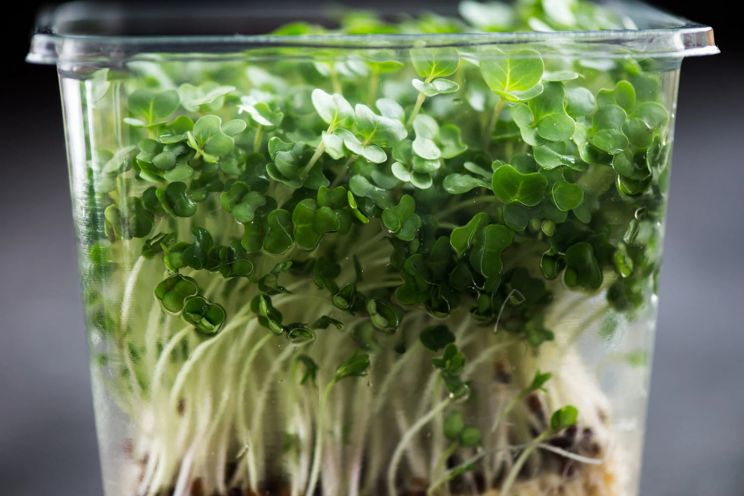 Sprouting Curled Cress Seeds Heirloom Non-GMO High Germination Organic Garden Seeds