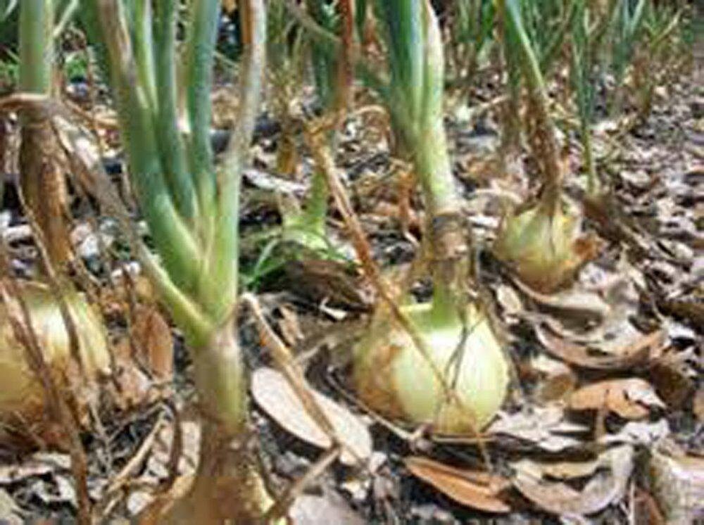 Onion Seeds (Short Day) - Texas Early Grano