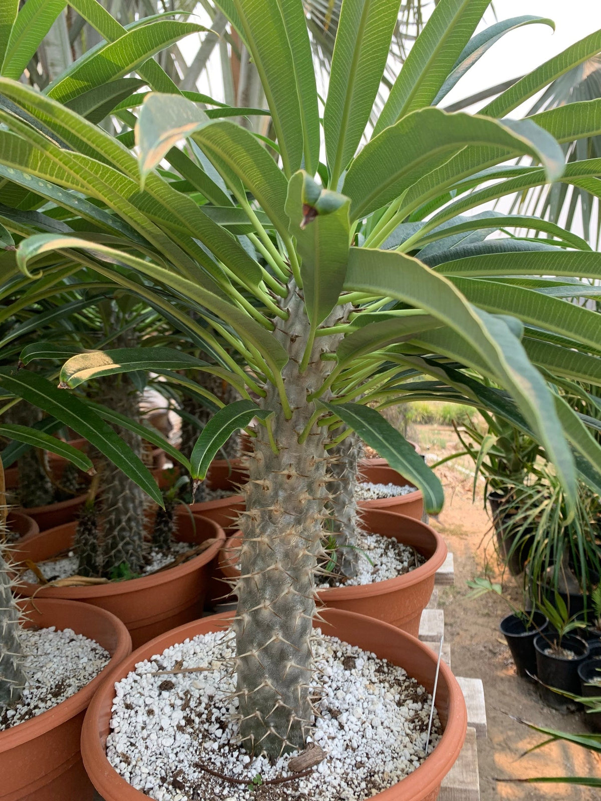 White Pachypodium Lamerei Plant Seeds for Planting, 100 pcs for planting in your garden.