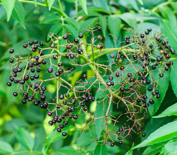 Brown Zanthoxylum Plant Seeds for Planting - 100