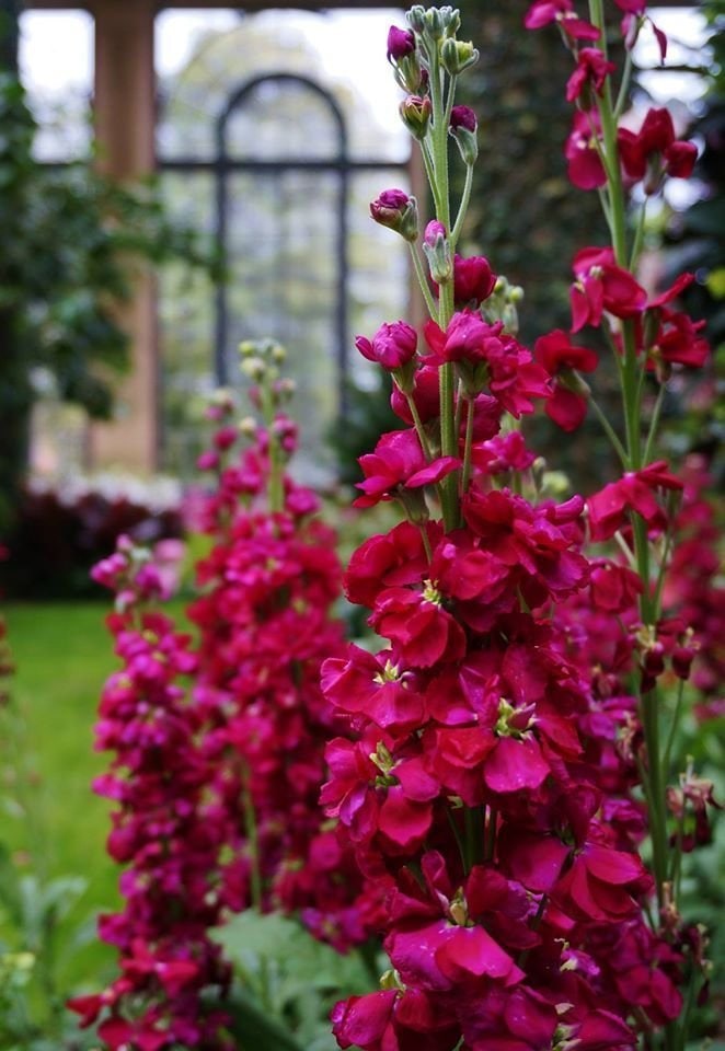 Maroon Matthiola Incana Flower Seeds for Planting, 100 pcs