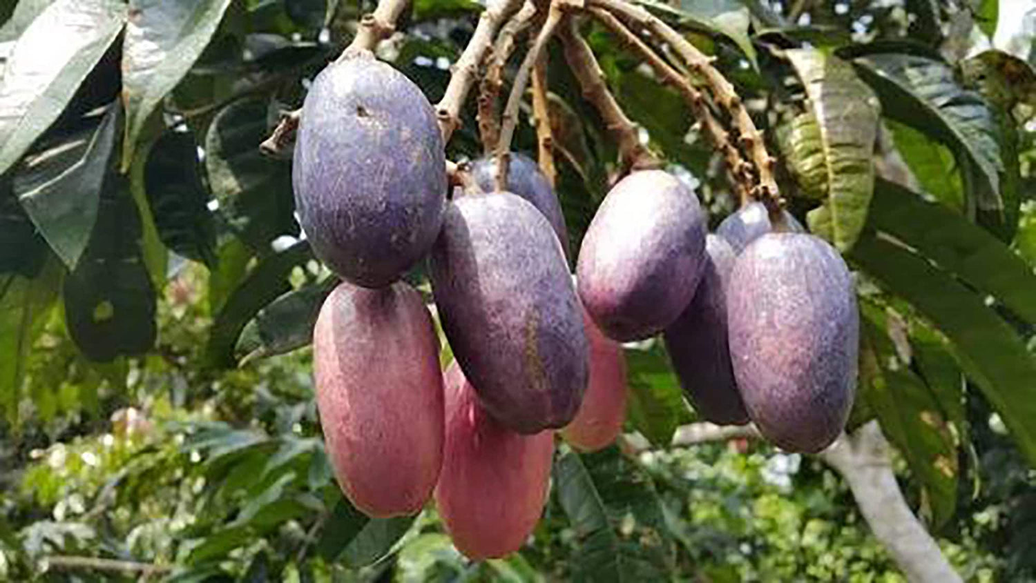 Safou – Rich and Nutty African Fruit