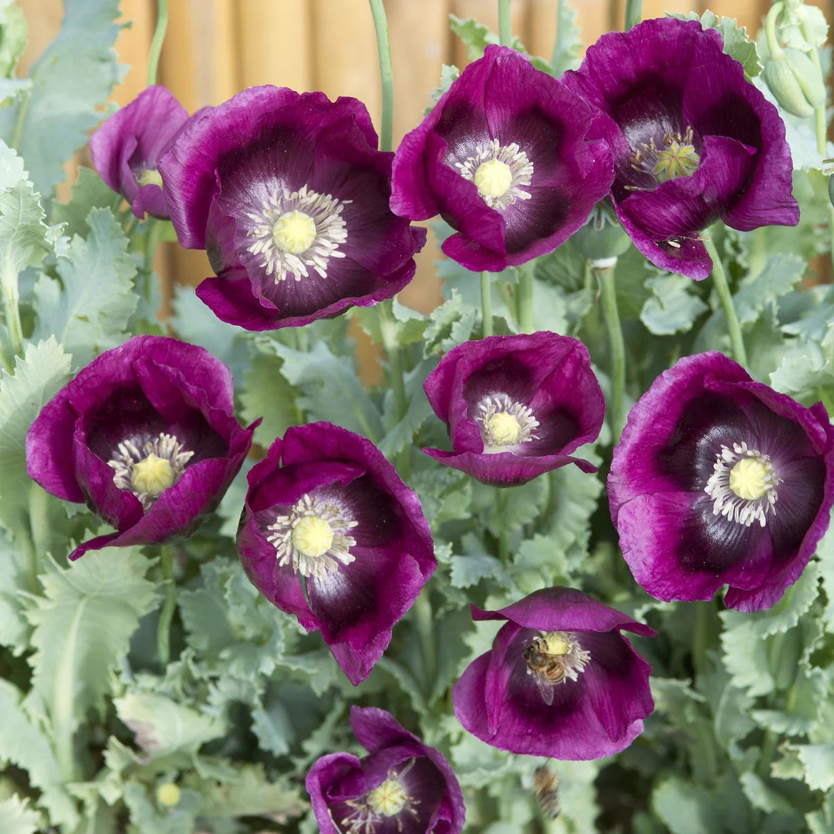 Lauren s Grape Papavaer Somniferum Poppy Seeds Ship – Heirloom, Non-GMO, High Germination Organic Garden Seeds