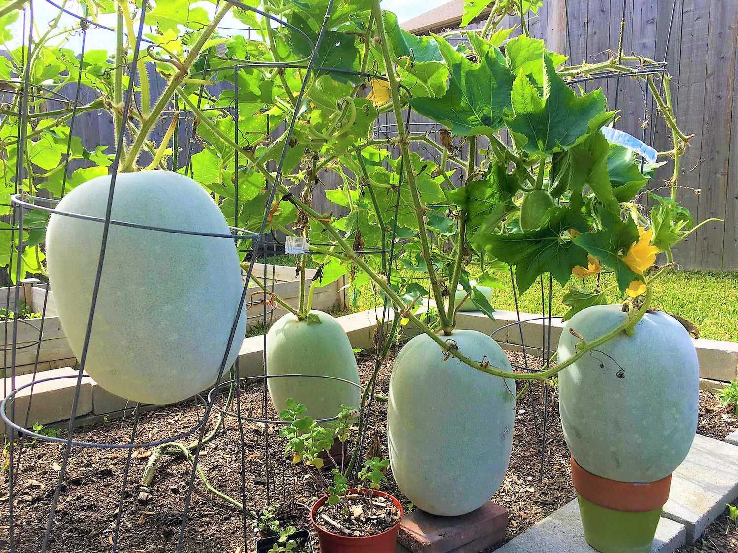 Gourd Melon Vegetable Seeds for Planting