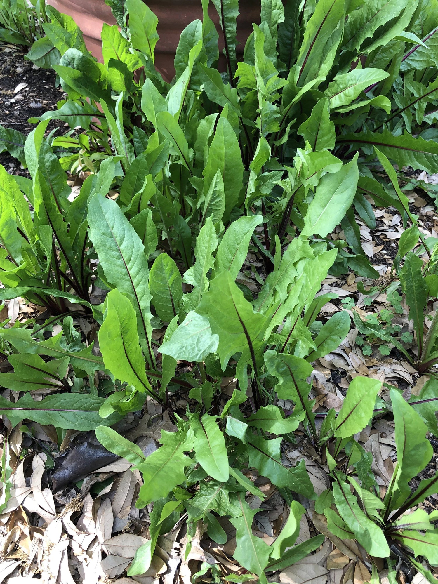 Dandelion Seeds - French