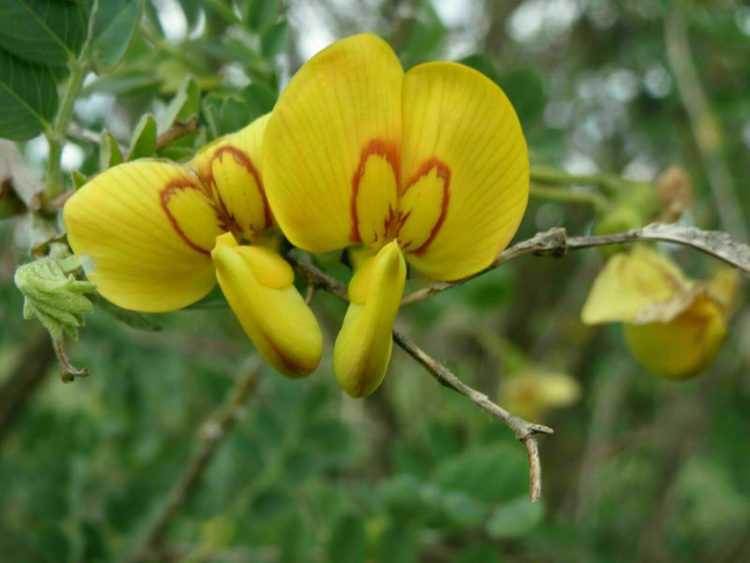Bladder Senna Bush Plant Seeds for Ornamental and Medicinal Use – Fresh Herb for Your Garden