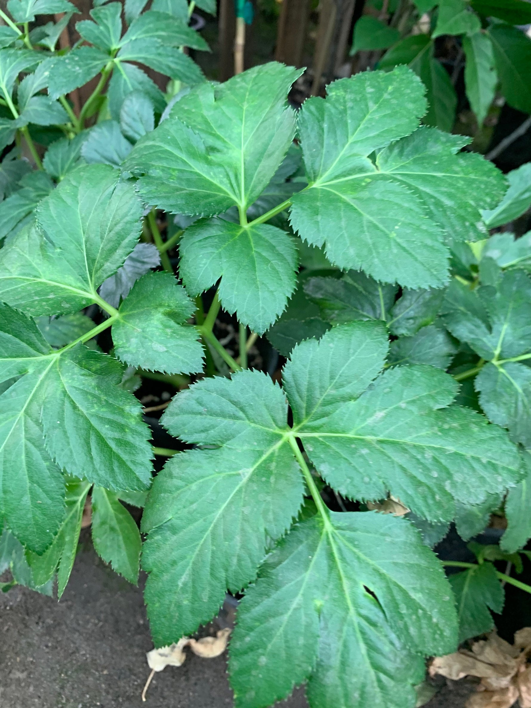 ashitaba plant seeds Angelica Keiskei Plant Seeds for Garden Planting