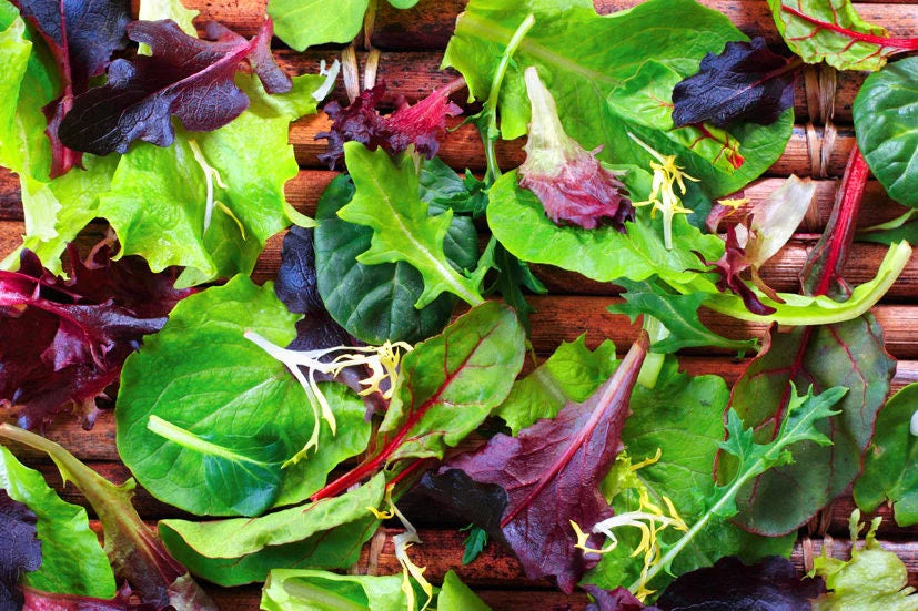 Summer Glory Lettuce Blend Seeds Heirloom Non-GMO High Germination Organic Garden Seeds