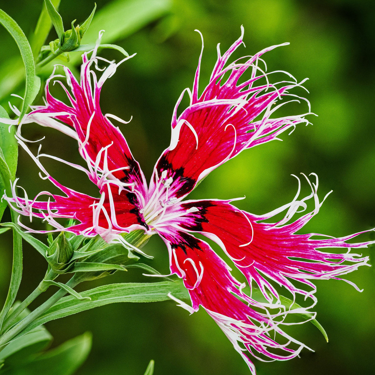 close-up of delicate spidery petals of dianthus flowers

