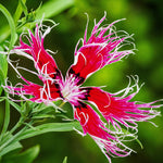 close-up of delicate spidery petals of dianthus flowers

