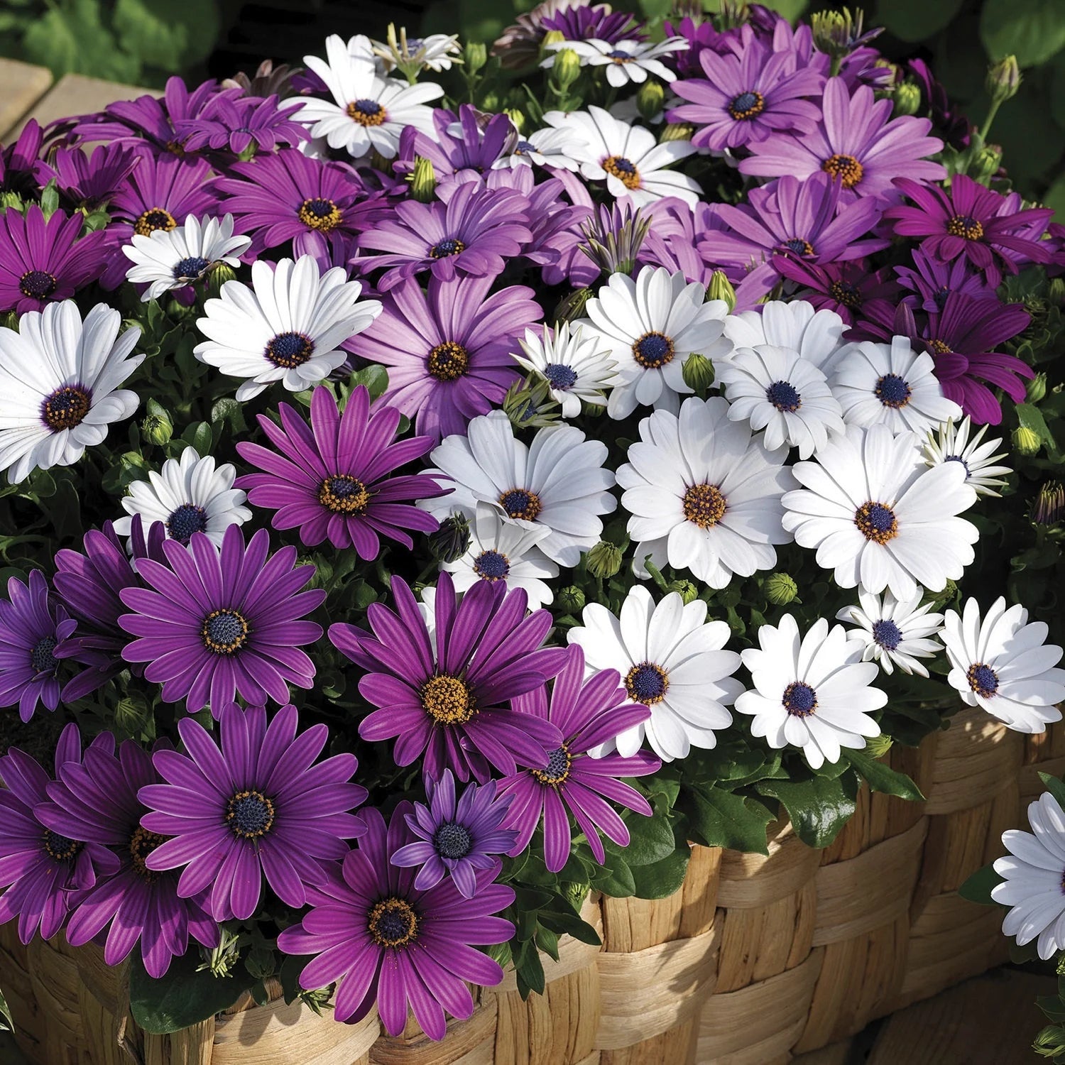 Osteospermum Akila Mix Seeds