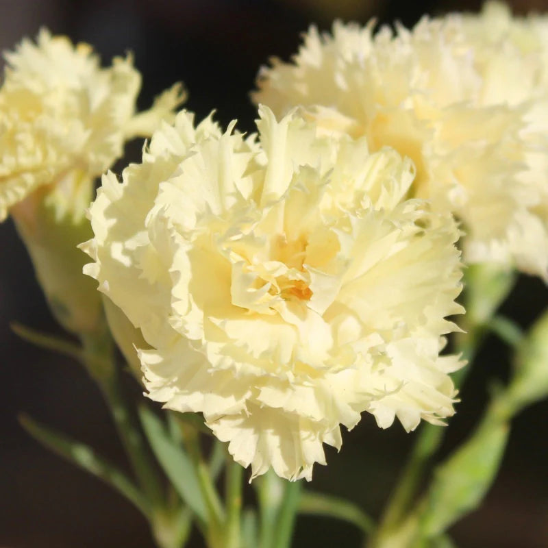 Carnation Seeds - Marie Chabaud