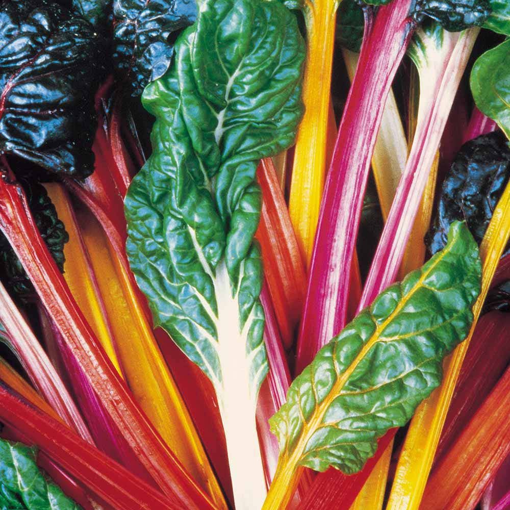 Mixed Swiss Chard Seeds for Planting heirloom & Non-GMO Seeds