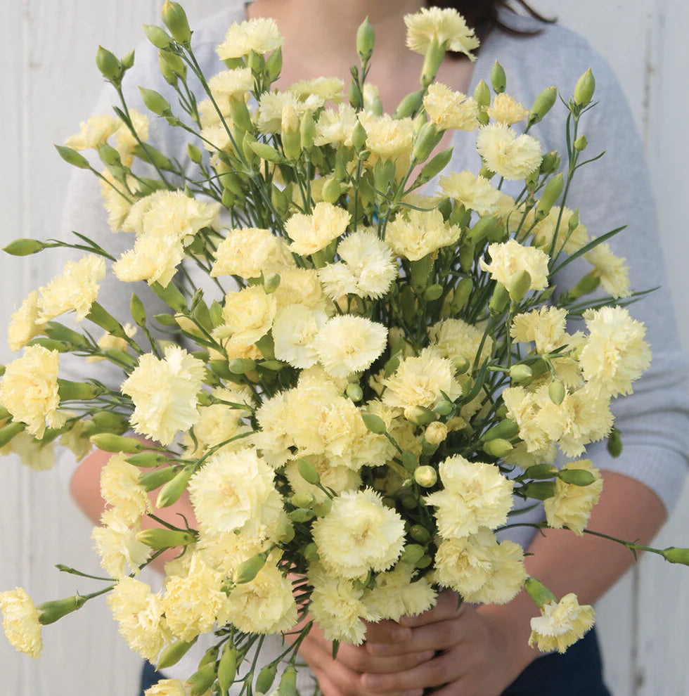 Carnation Seeds - Marie Chabaud