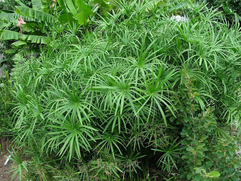 Green Cyperus Alternifolius Planting Seeds for Garden - NON GMO Seeds